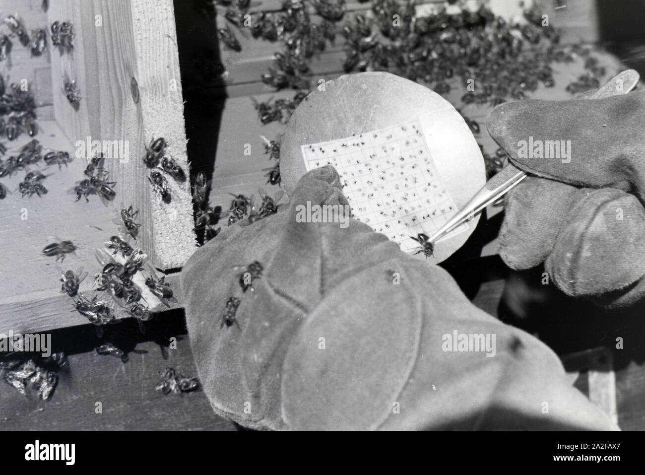 Ein Imker in Schutzkleidung sammelt mithilfe von speziellem Werkzeug Bienengift ein, Deutschland 1930er Jahre. A bee keeper in protective clothing is collecting bee poison with special instruments, Germany 1930s. Stock Photo