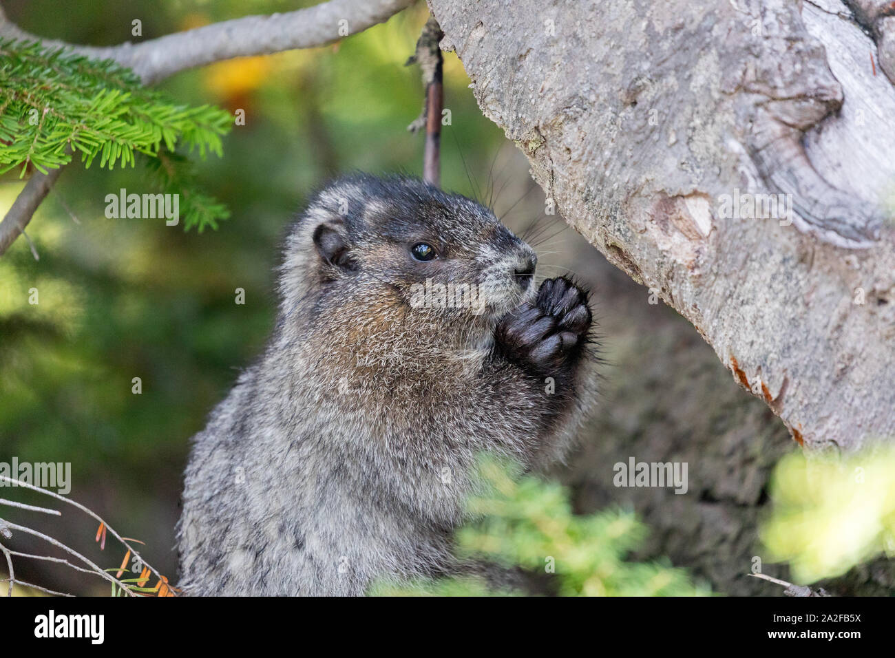 A hoary marmot nibbling on some food in the forest of Mt. Rainier National Park in Washington state Stock Photo
