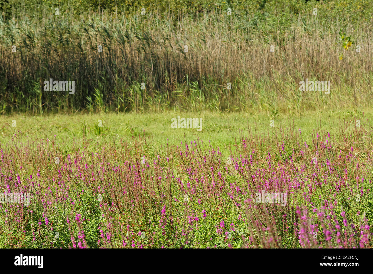 Swathes of magenta / purple wildflowers Swainsona Galegifolia growing on a dried lake bottom and reeds in the back at Belgrad Forest of Istanbul Stock Photo