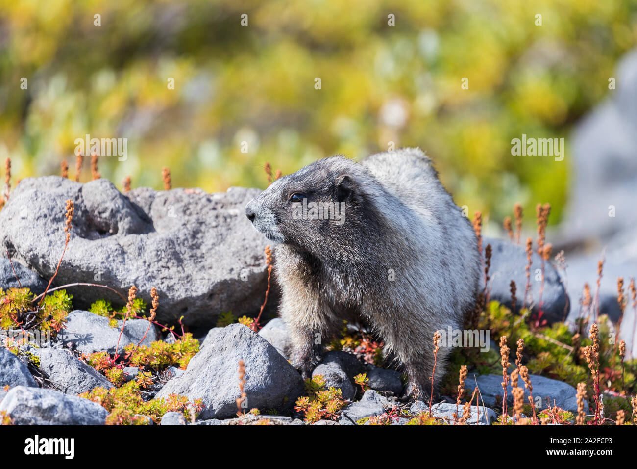 A hoary marmot in a meadow in Mount Rainier National Park in Washington state Stock Photo