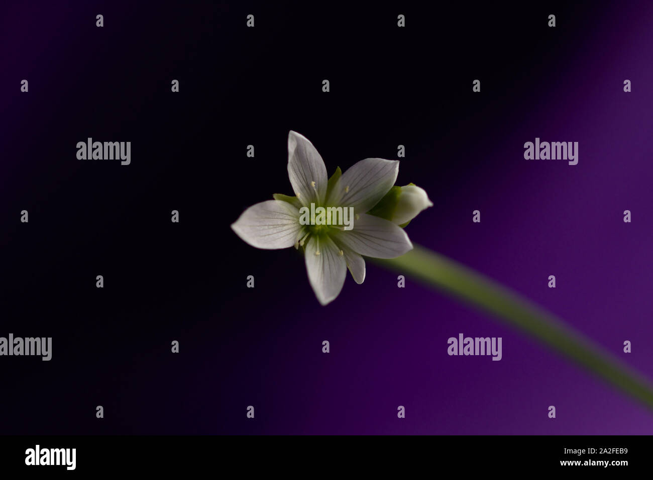 White Venus Flytrap Flower with Purple to Dark Purple Gradient Background Stock Photo