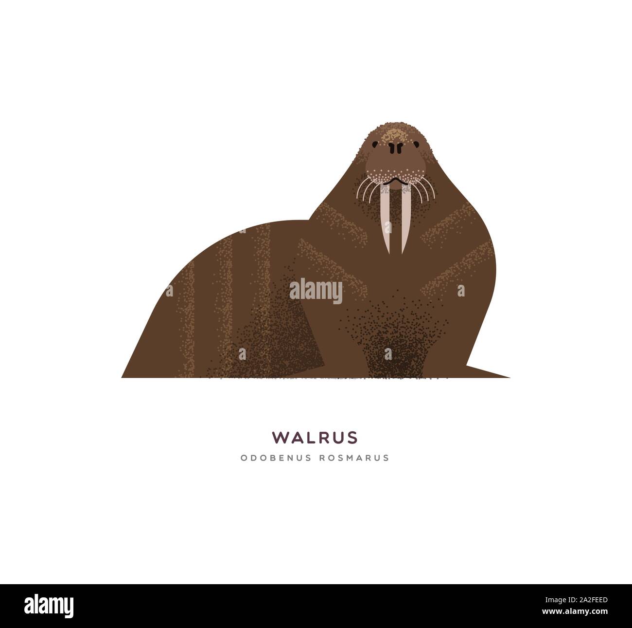 Wild walrus animal illustration on isolated white background. Educational wildlife design with fauna species name label. Stock Vector