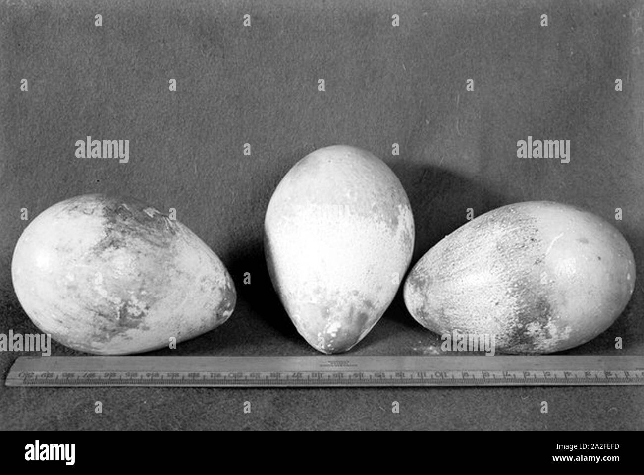 Emperor Penguin Egg Size