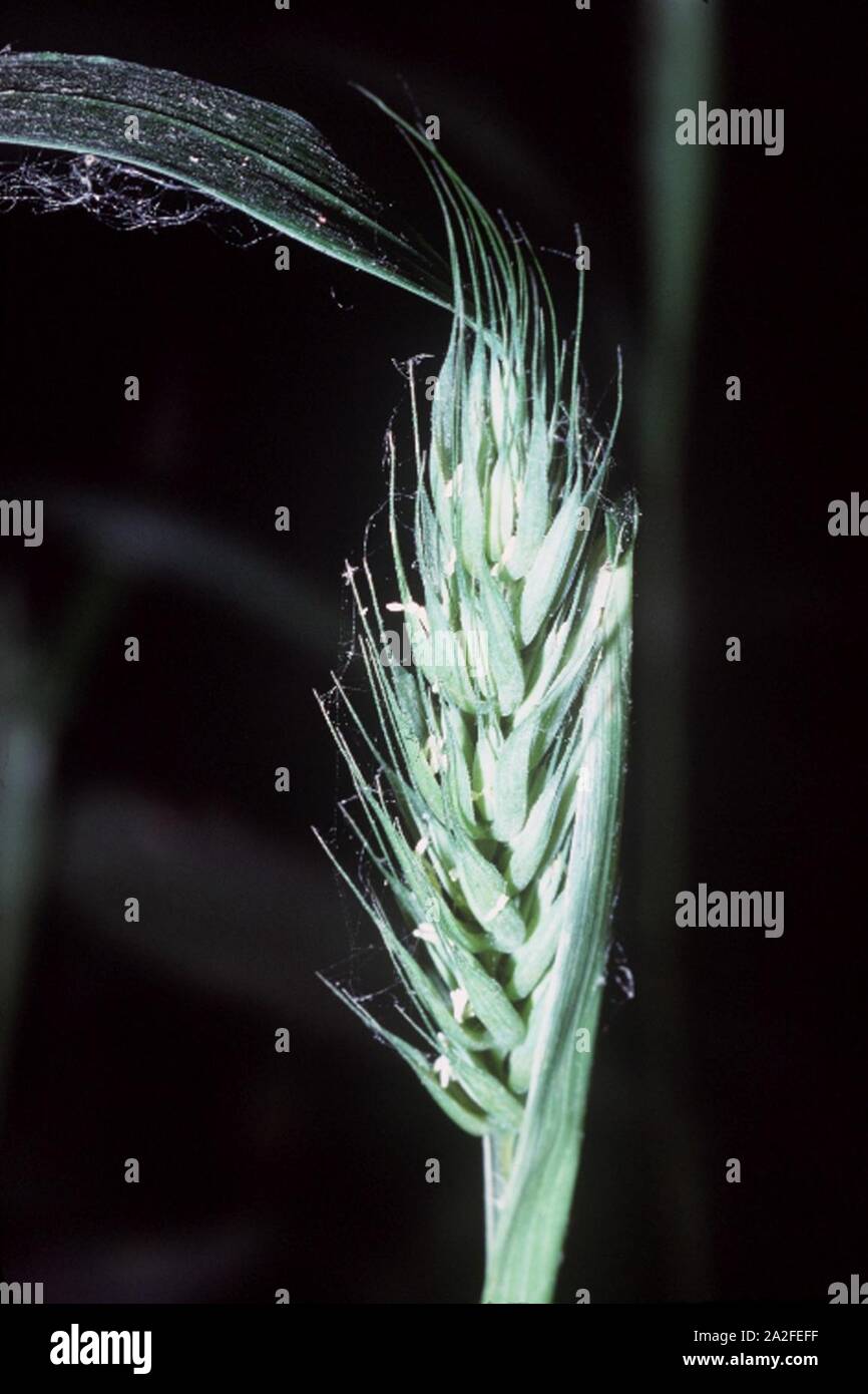 Virginia Wildrye Elymus Virginicus