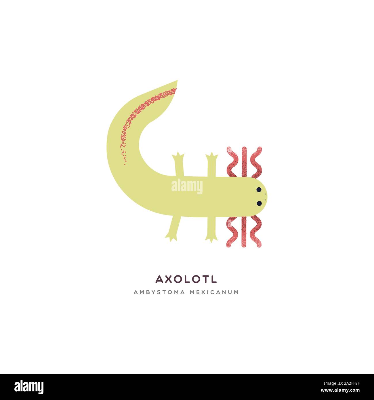 Mexican axolotl animal illustration on isolated white background. Educational wildlife design with fauna species name label. Stock Vector