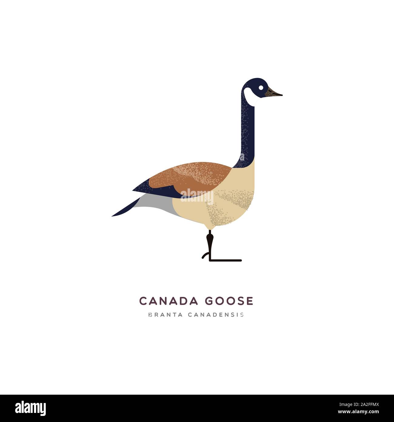 Canada goose animal illustration on isolated white background. Educational wildlife design with fauna species name label. Stock Vector