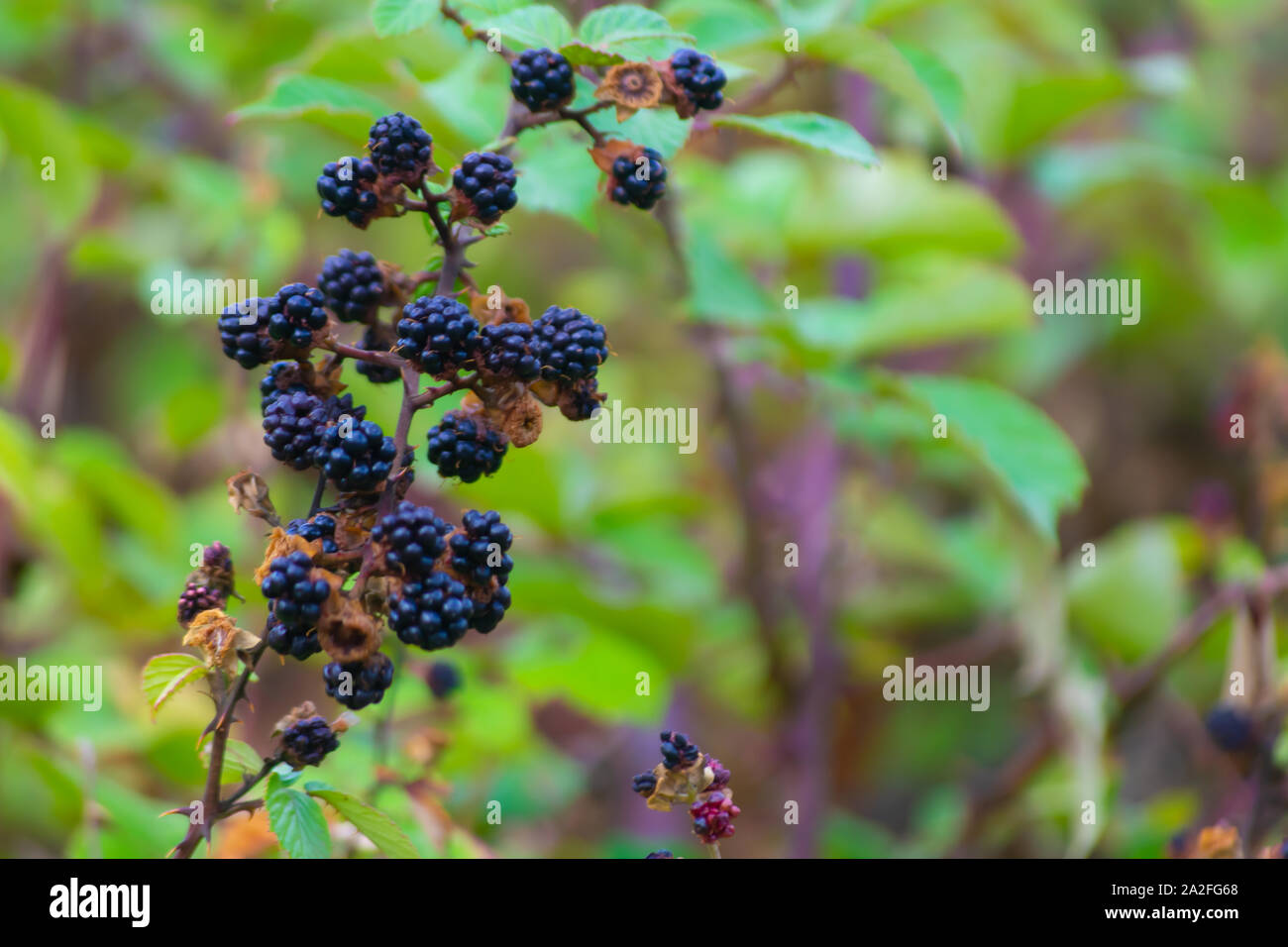 Blackberries is a fruit with multiple antioxidant properties Stock Photo