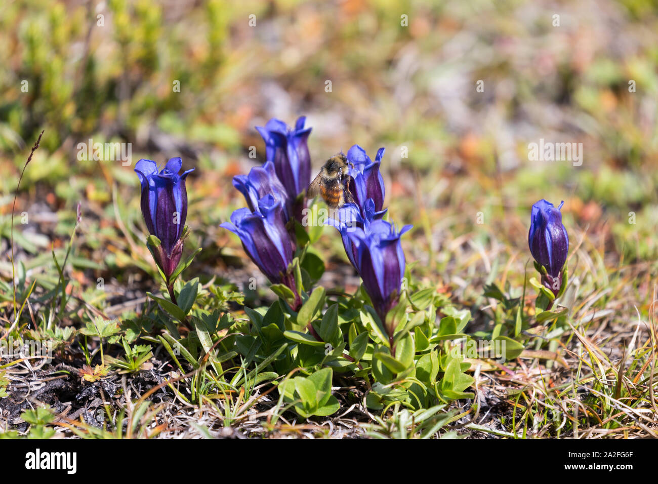 A group of Mountain Bog Gentian flowers with a honeybee pollenizing them in Mt. Rainier National Park in Washington state Stock Photo