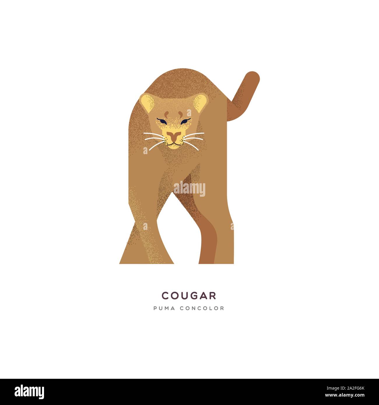 Cougar animal illustration of big wild cat on isolated white background. Educational wildlife design with fauna species name label. Stock Vector