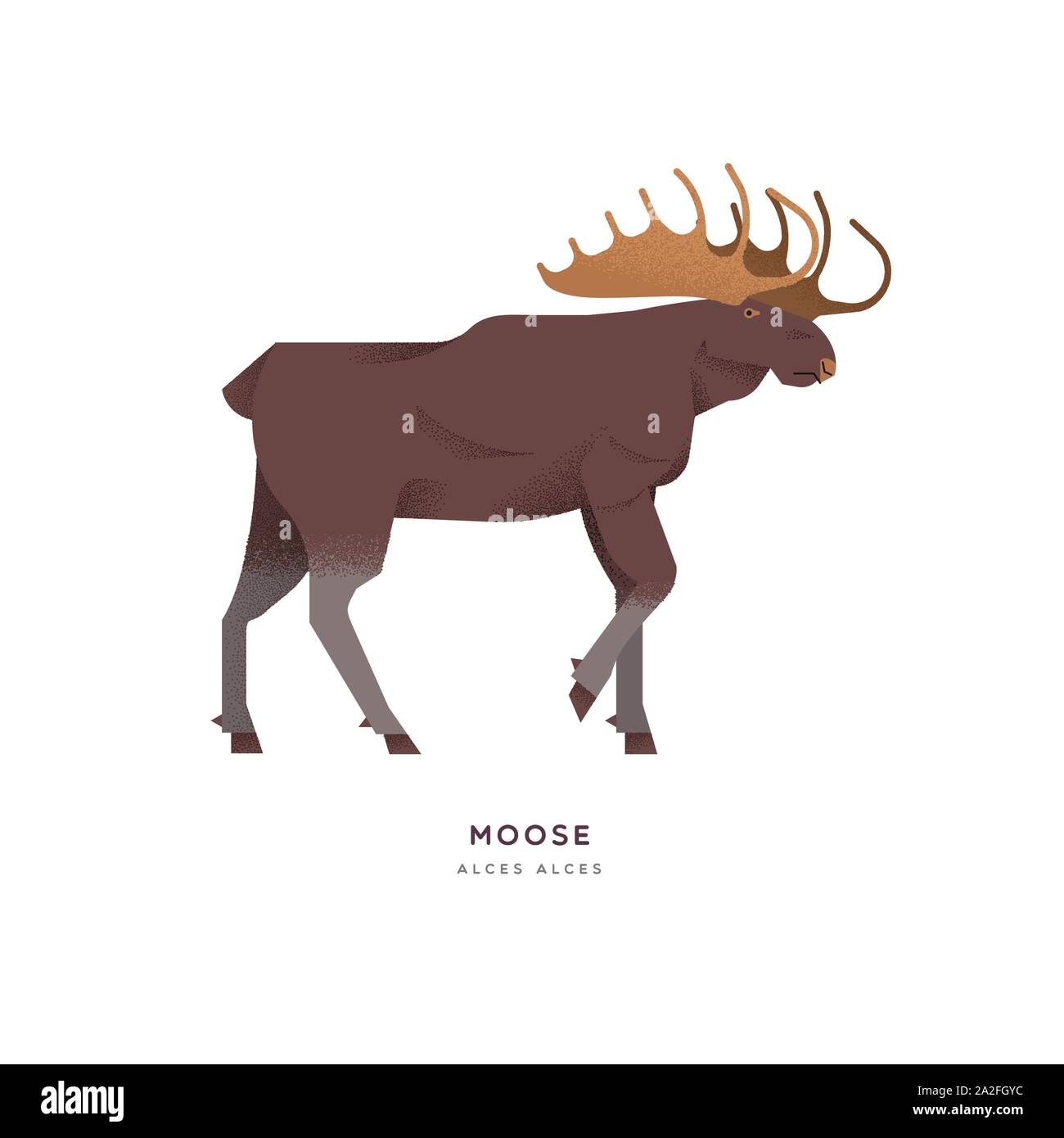Wild moose animal illustration of big antler elk on isolated white background. Educational wildlife design with fauna species name label. Stock Vector