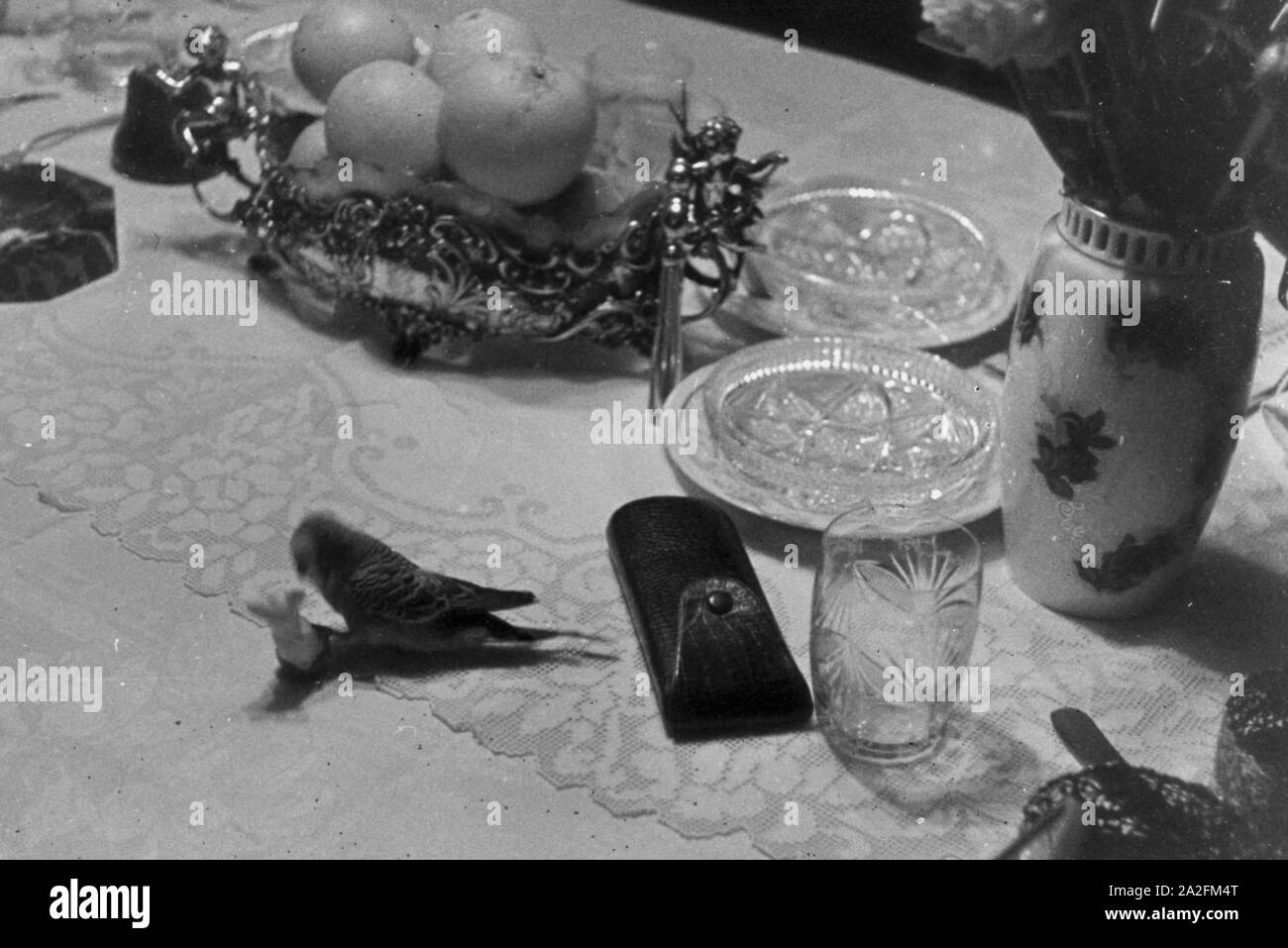 Ein Wellensittich spielt auif dem Tisch, Deutschland 1930er Jahre. A budgie playing on the table, Germany 1930s. Stock Photo