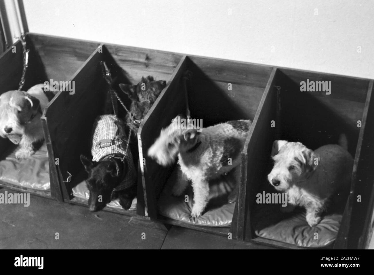 Ein Besuch im Hundesalon, Deutsches Reich 1930er Jahre. Visitation of a  dog parlor, Germany 1930s. Stock Photo