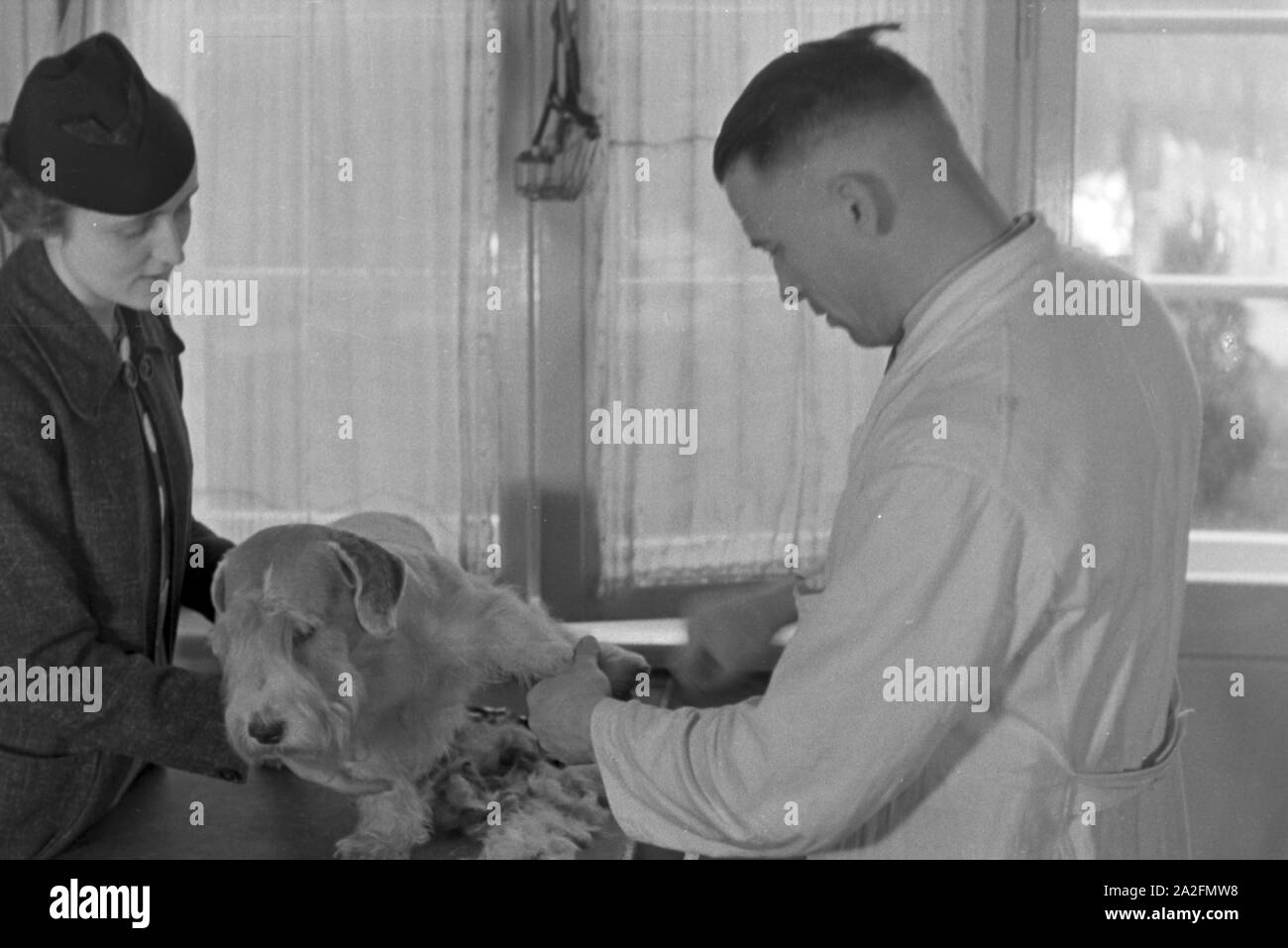 Ein Besuch im Hundesalon, Deutsches Reich 1930er Jahre. Visitation of a  dog parlor, Germany 1930s. Stock Photo