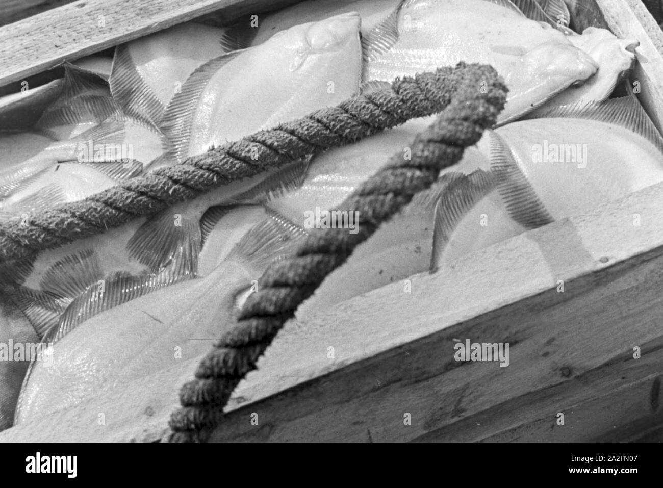 Heilbutt frisch vom Fang, Deutschland 1930er Jahre. Freshly fished halibut, Germany 1930s. Stock Photo