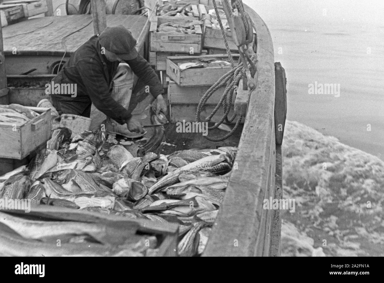 Hochseefischer mit frischem Fang, Deutschland 1930er Jahre. Deep sea fisherman with fishes, Germany 1930s. Stock Photo