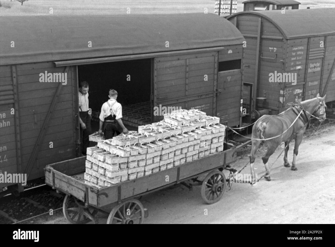 Verladen der Erdbeerernte auf Güterzüge der Deutschen Reichsbahn am Bahnhof in Bühl, Deutschland 1930er Jahre. Loading trains with strawberry harvest at Buehl station, Germany 1930s. Stock Photo