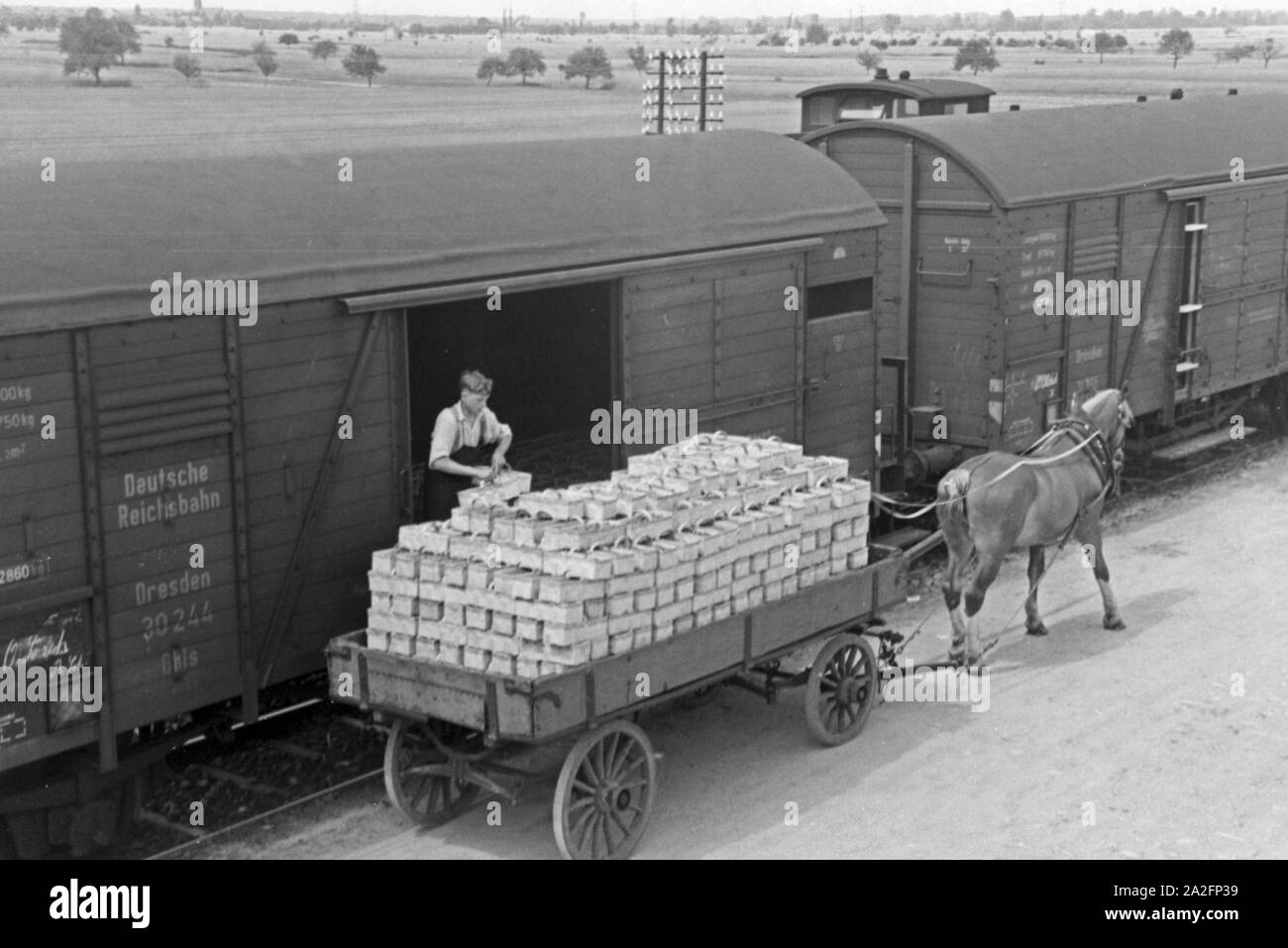 Verladen der Erdbeerernte auf Güterzüge der Deutschen Reichsbahn am Bahnhof in Bühl, Deutschland 1930er Jahre. Loading trains with strawberry harvest at Buehl station, Germany 1930s. Stock Photo