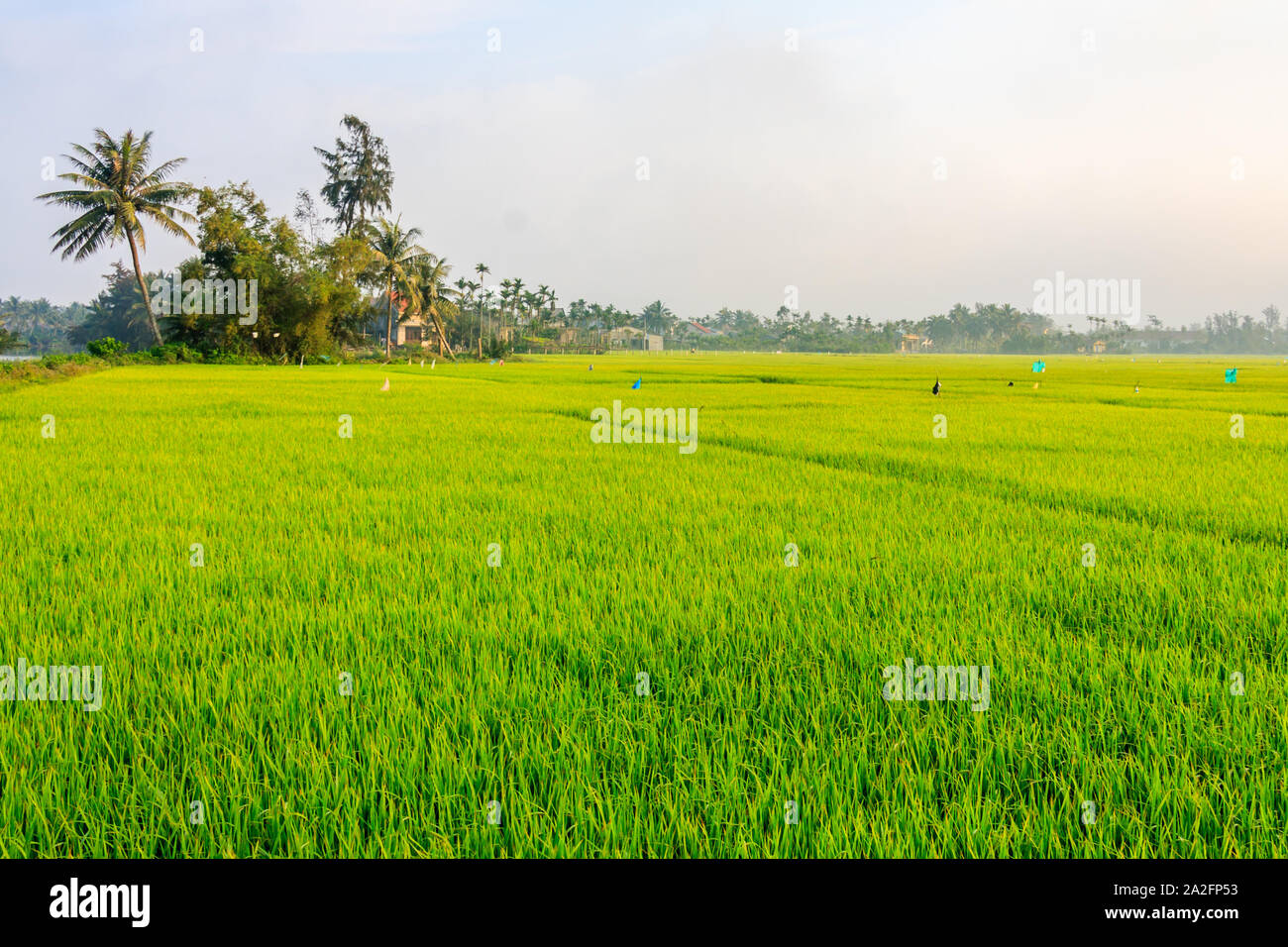 Rice growing in fields, Hoi An, Vietnam Stock Photo - Alamy