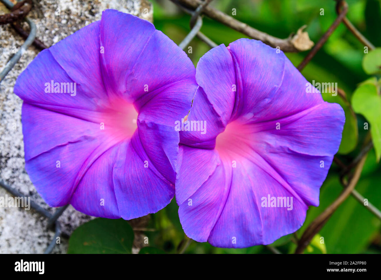 Morning Glory Plant High Resolution Stock Photography And Images Alamy