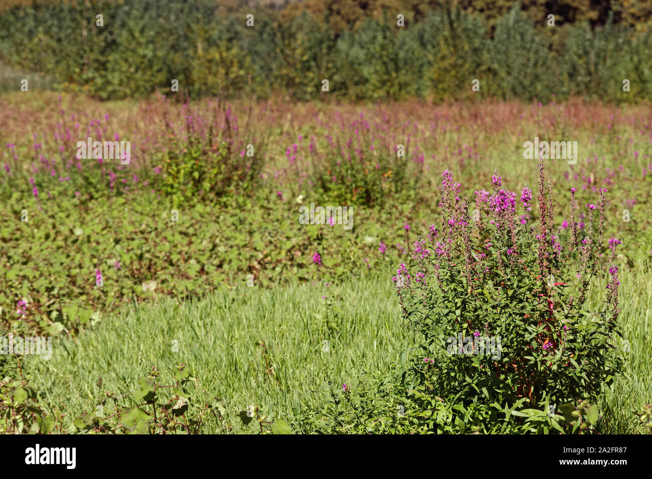 Swathes of magenta / purple wildflowers Swainsona Galegifolia growing on a dried lake bottom and reeds in the back at Belgrad Forest of Istanbul Stock Photo