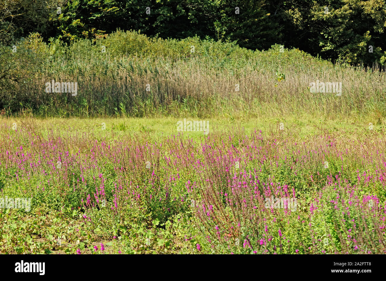 Swathes of magenta / purple wildflowers Swainsona Galegifolia growing on a dried lake bottom and reeds in the back at Belgrad Forest of Istanbul Stock Photo