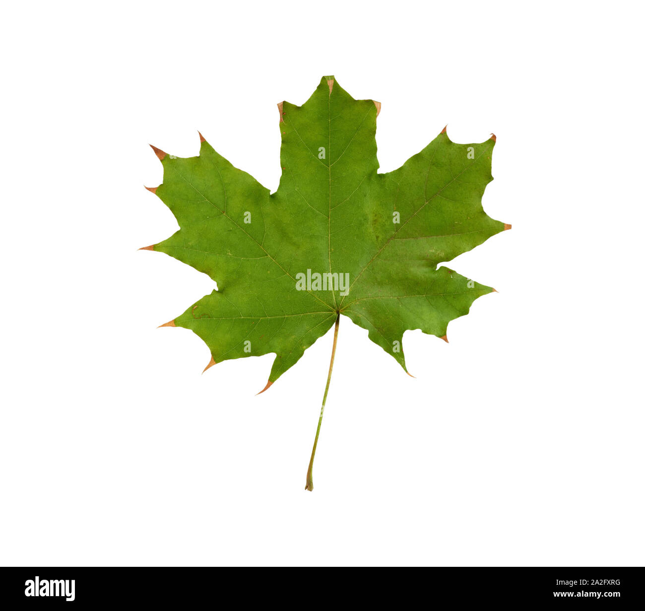 green maple leaf isolated on white background, close up Stock Photo - Alamy
