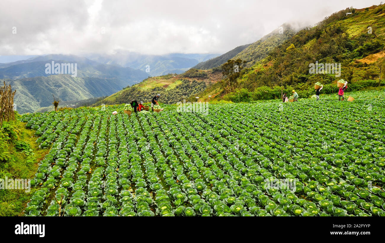 Bontoc, Mt. Province/PH - Feb. 27, 2014: Farmers harvest cabbages grown in the high mountains of Bontoc, Mt. Province, Philippines Stock Photo
