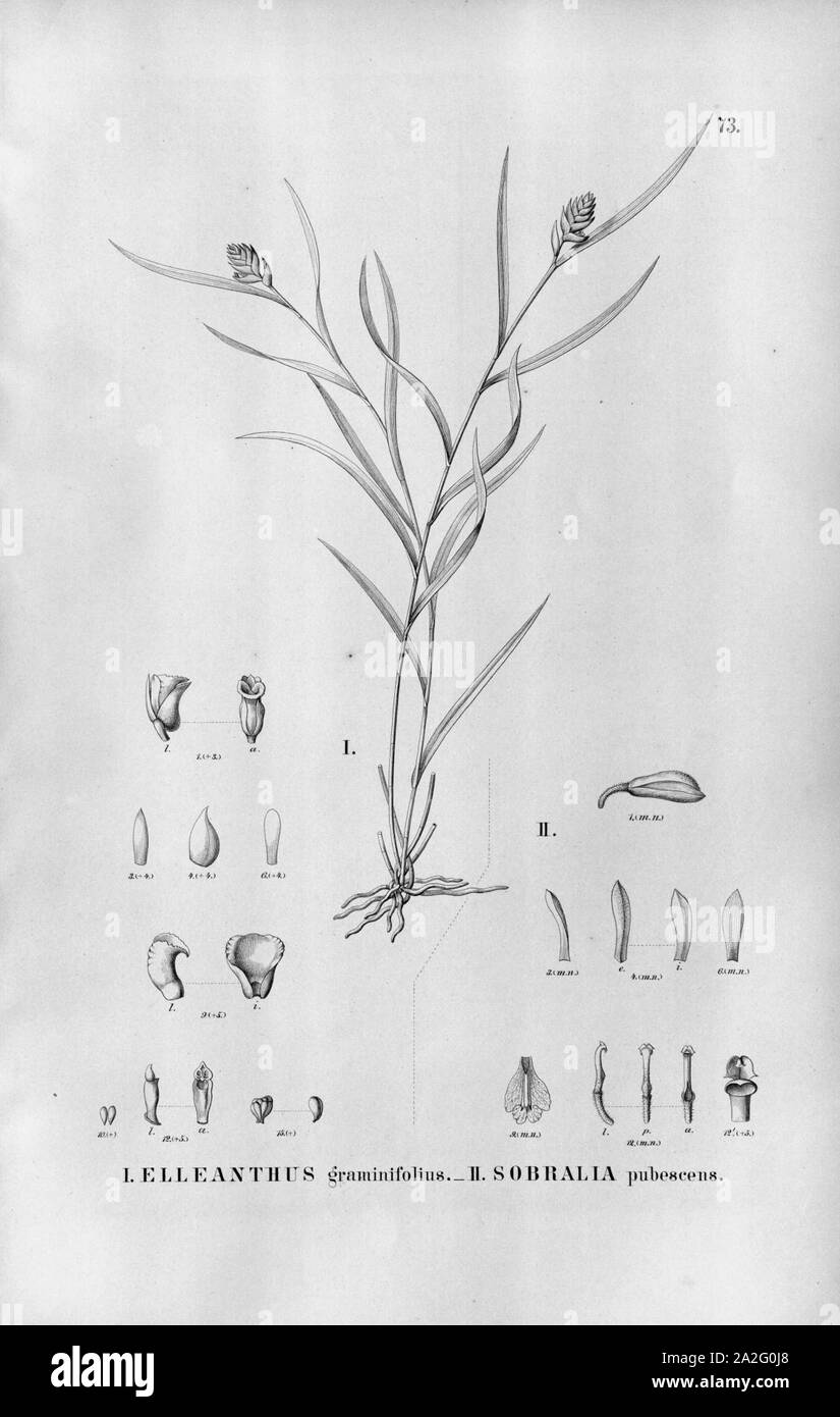Elleanthus graminifolius - Palmorchis pubescentis (as Sobralia pubescens) - Fl.Br.3-5-073. Stock Photo