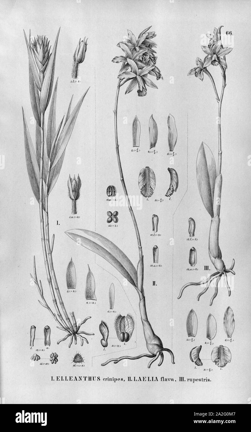 Elleanthus crinipes - Cattleya crispata (as Laelia flava) - Cattleya rupestris (as Laelia rupestris) - Fl. Br.3-5-066. Stock Photo