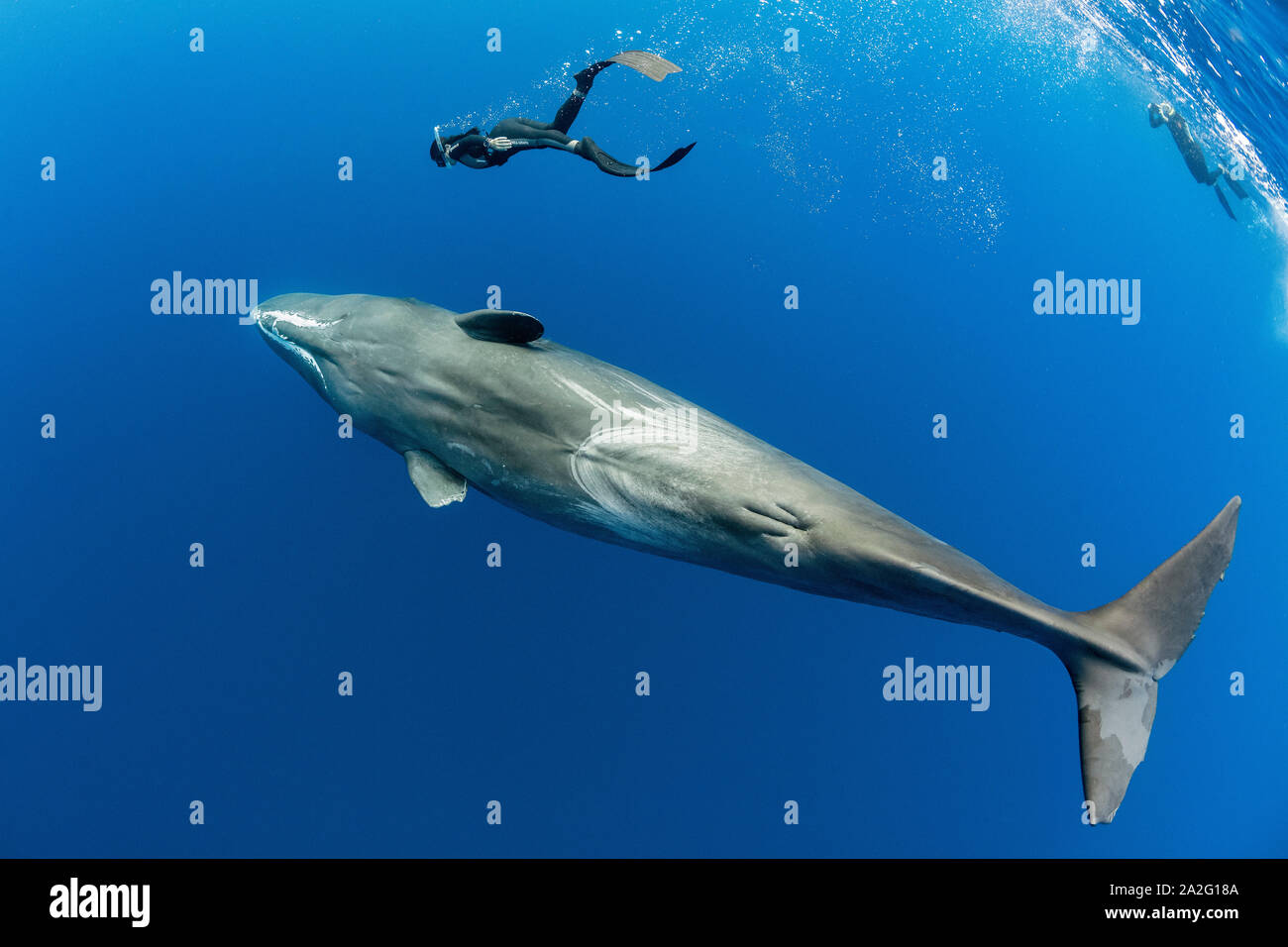 Free diver swimming with a sperm whale, Physeter macrocephalus, The