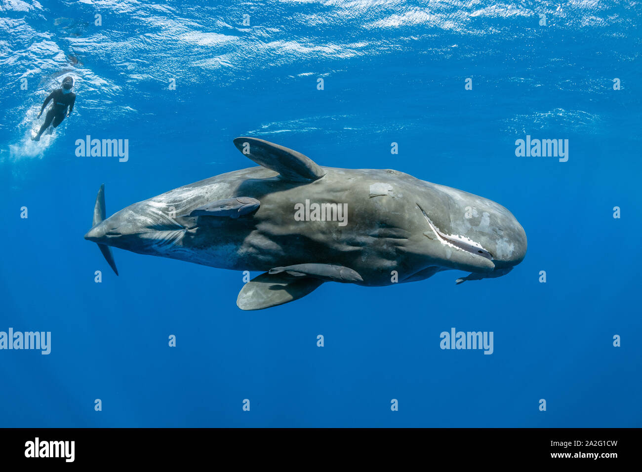 Free diver swimming with a sperm whale, Physeter macrocephalus, The