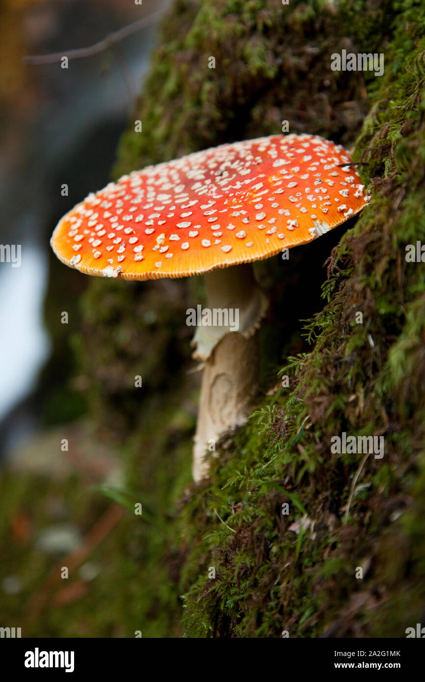 Amanita muscaria mushroom by a waterfall in the forest of Mt