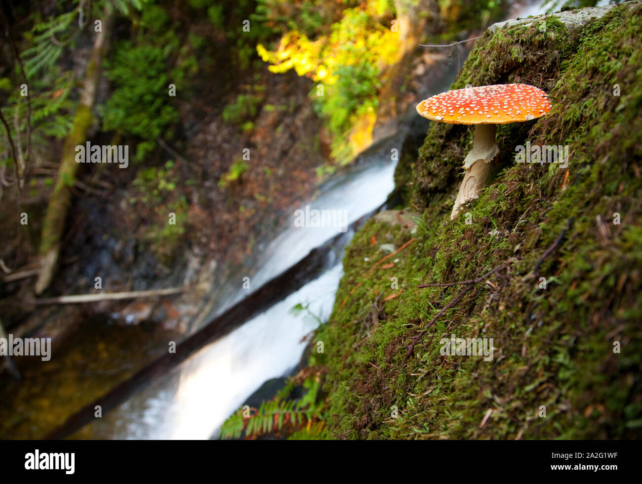 Amanita muscaria mushroom by a waterfall in the forest of Mt