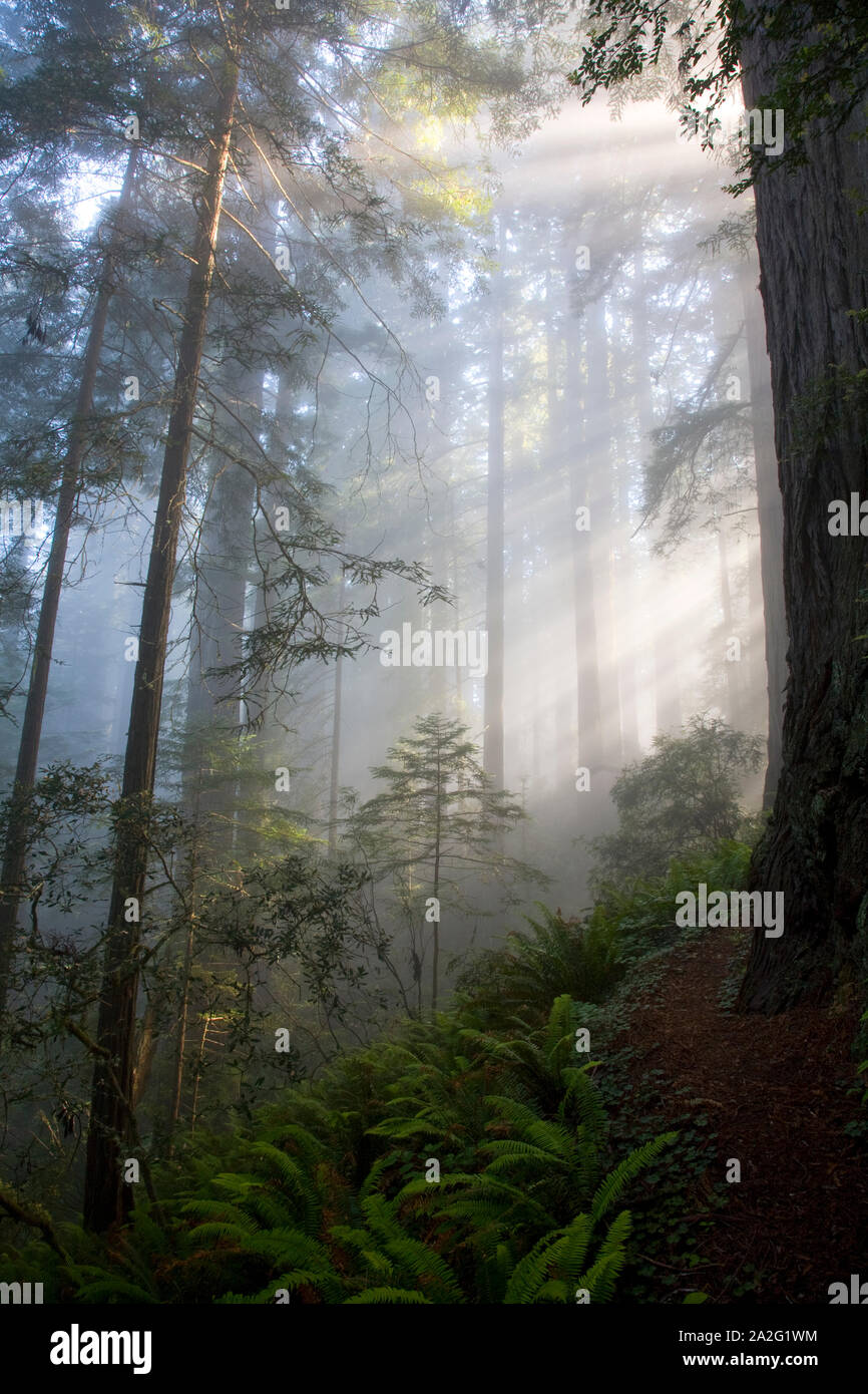 Beams of light break through the fog in the redwood forest in Del Norte Coast State Park Stock Photo