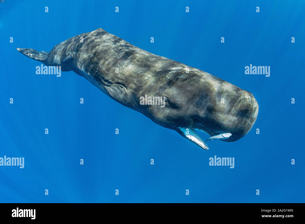 Sperm whale, Physeter macrocephalus, with open mouth The sperm whale is the largest of the toothed whales Sperm whales are known to dive as deep as 1, Stock Photo