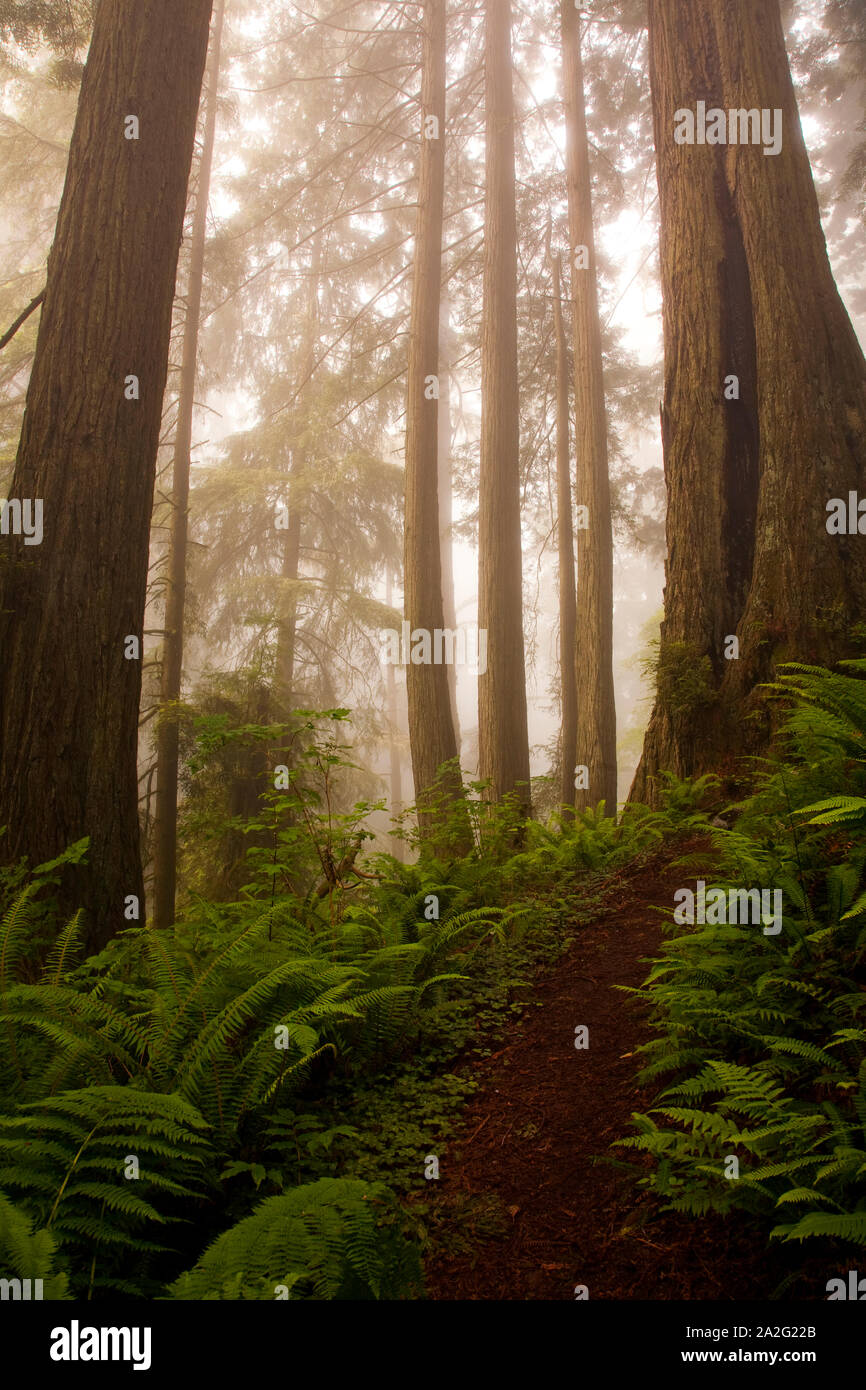 Redwoods in the fog Stock Photo