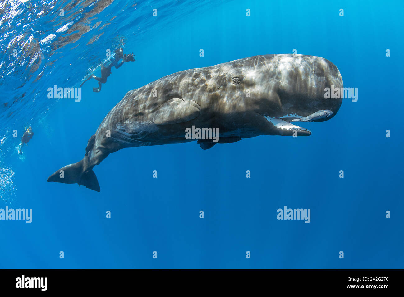 Free diver swimming with a sperm whale, Physeter macrocephalus, The