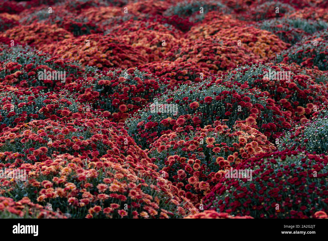 Sea of Chrysanthemums. Picturesque colorful art image. Chrysanthemum is