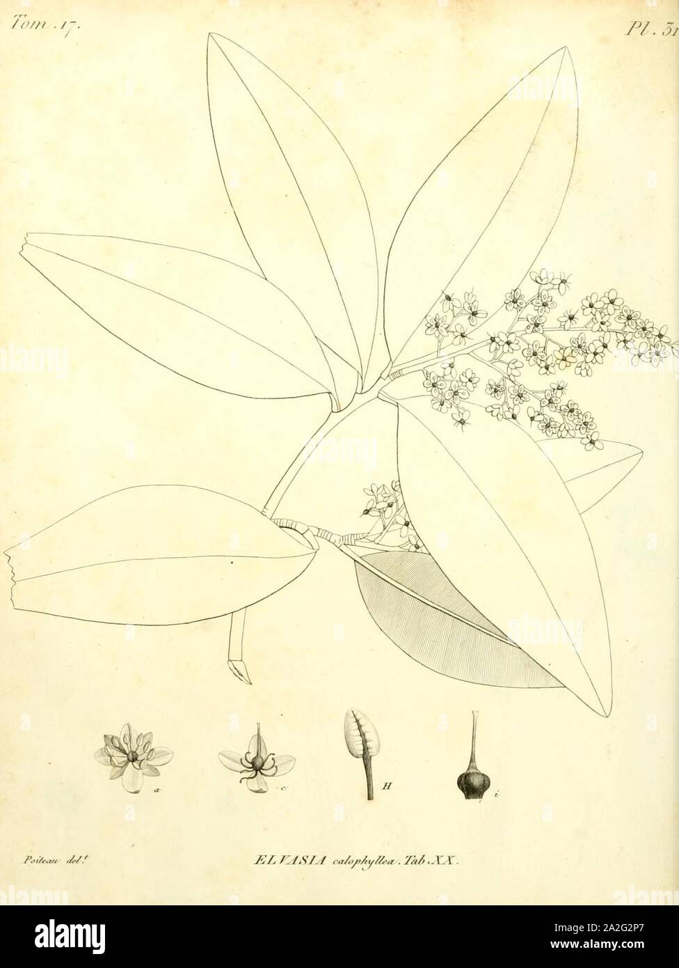 Elvasia calophyllea De Candolle 1811 t20. Stock Photo