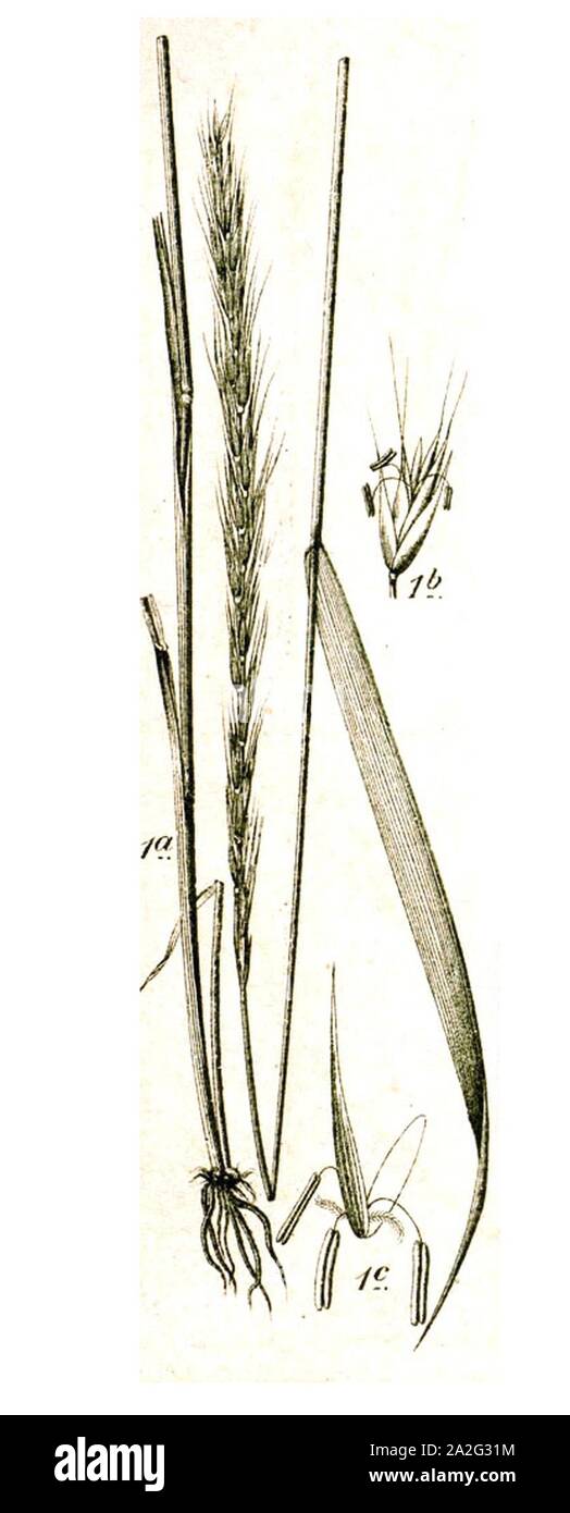 Elymus caninus illustration (02). Stock Photo