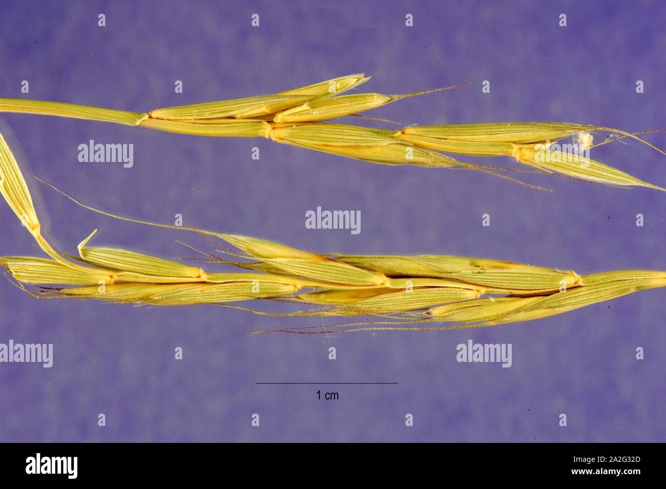 Elymus caninus inflorescence (21). Stock Photo