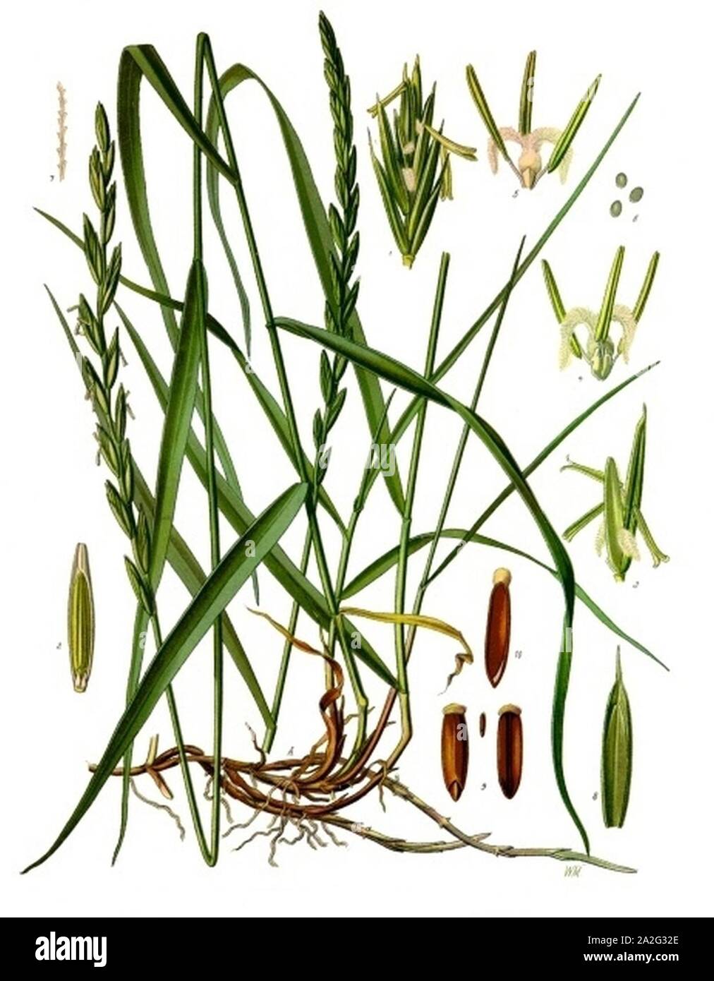 Elytrigia repens - Köhler–s Medizinal-Pflanzen-203. Stock Photo