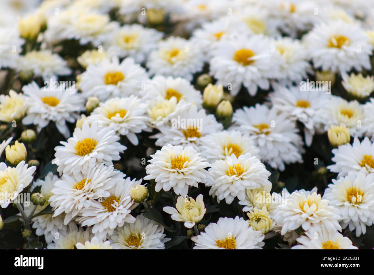 Sea of Chrysanthemums. Picturesque colorful art image. Chrysanthemum is