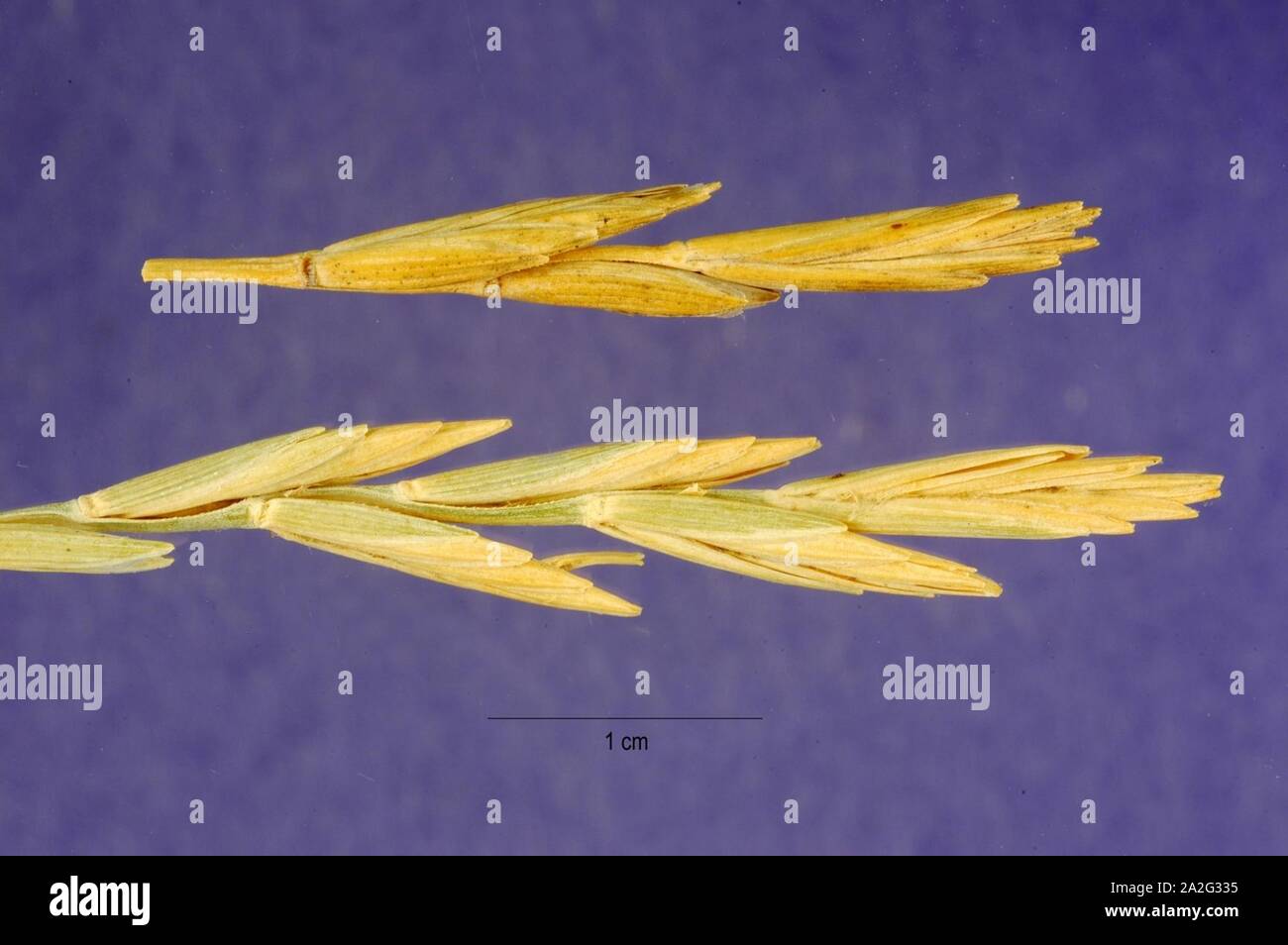 Elytrigia atherica inflorescence (14). Stock Photo