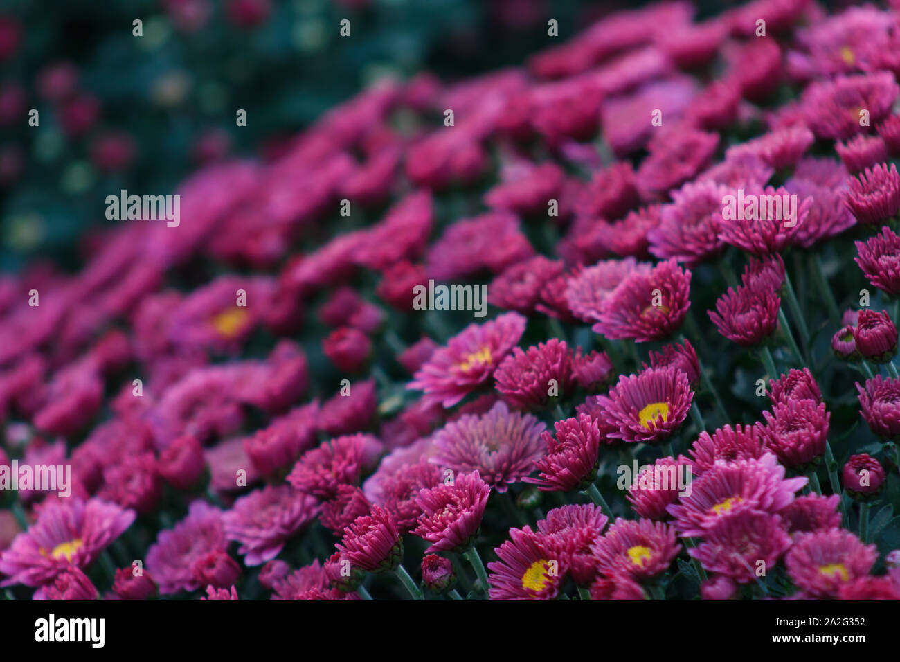 Sea of Chrysanthemums. Picturesque colorful art image. Chrysanthemum is