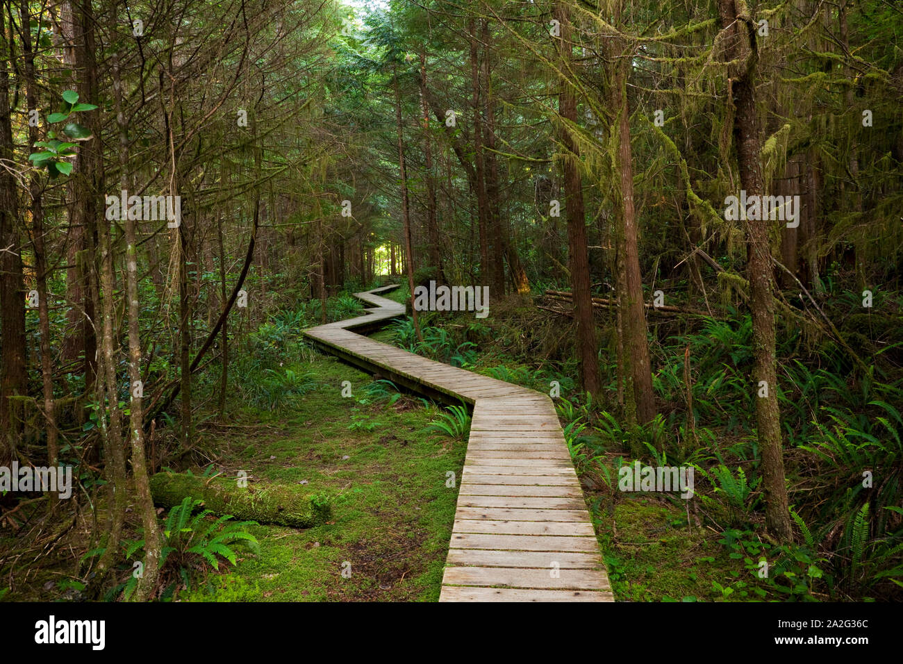 Boardwalk path through the forest in Rim National Park Reserve, Vancouver Island Stock Photo