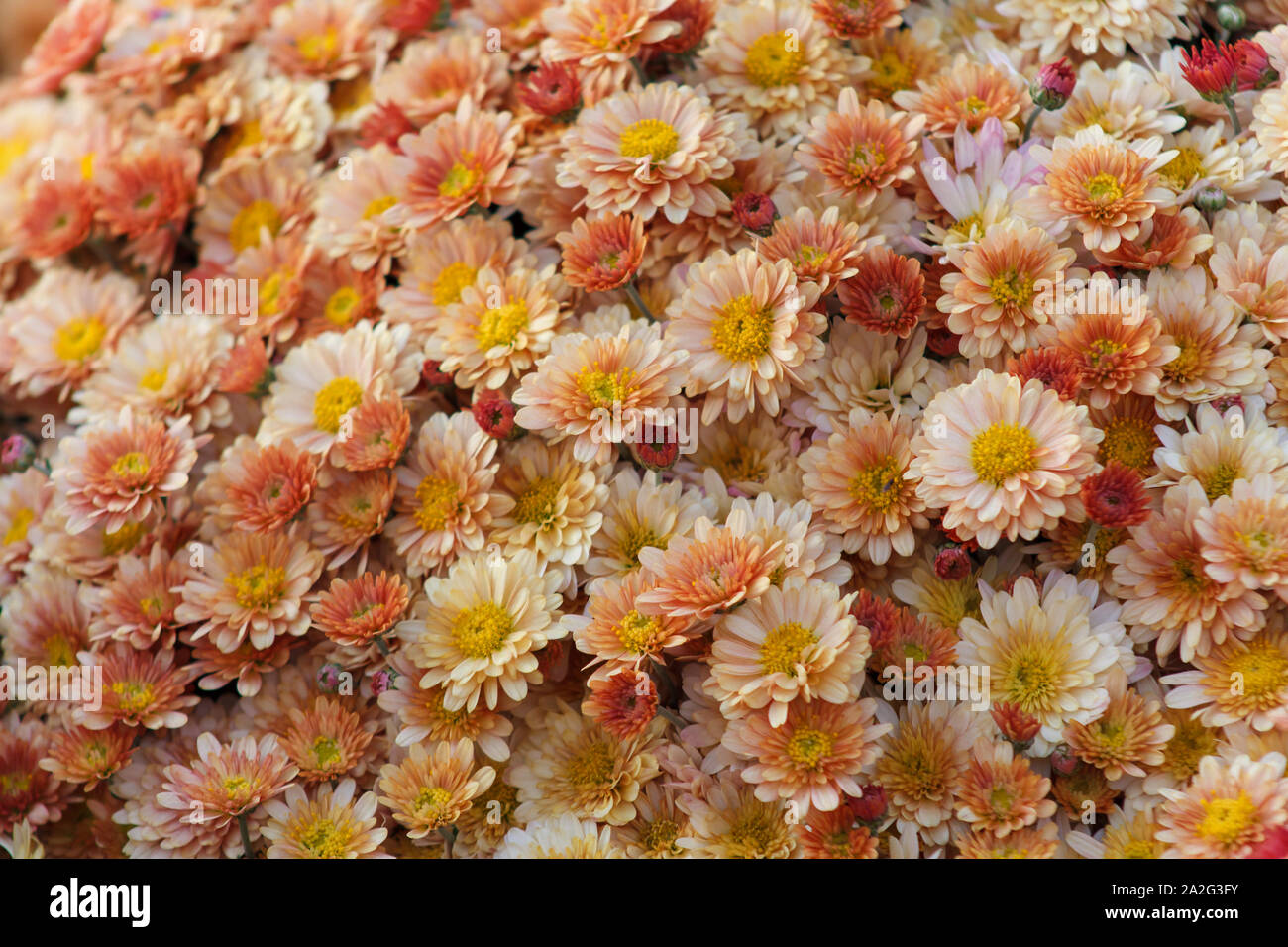 Sea of Chrysanthemums. Picturesque colorful art image. Chrysanthemum is