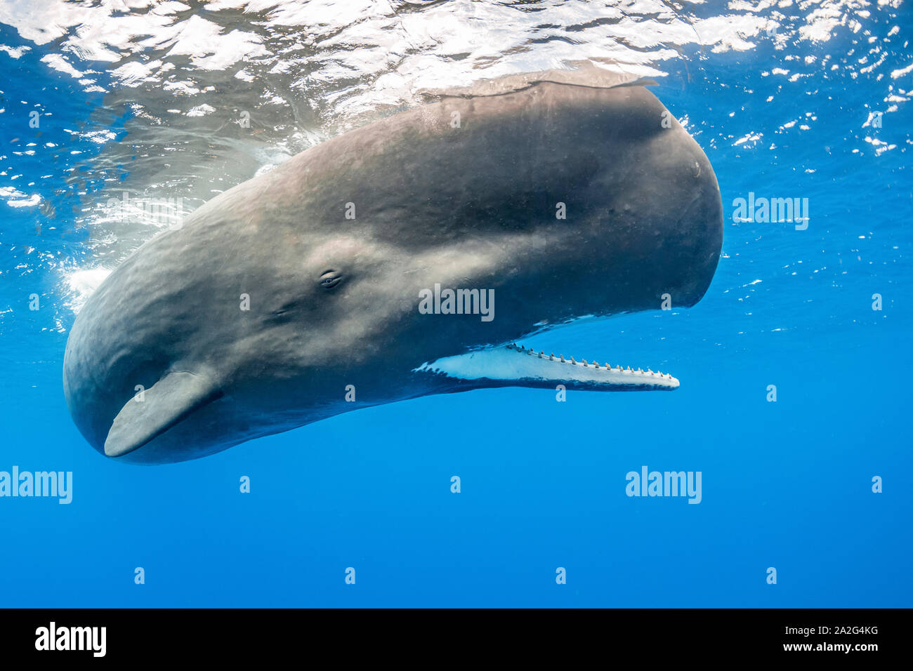 Sperm whale, Physeter macrocephalus, with open mouth, showing the teeth The sperm whale is the largest of the toothed whales Sperm whales are known to Stock Photo