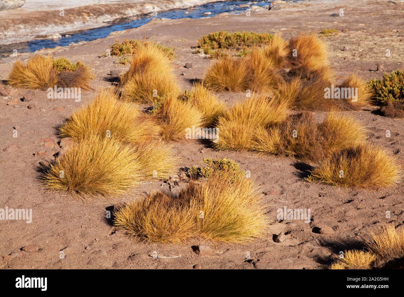 Hot spring in altiplano landscape, El Tatio geysers, Atacama, Chile. Stock Photo