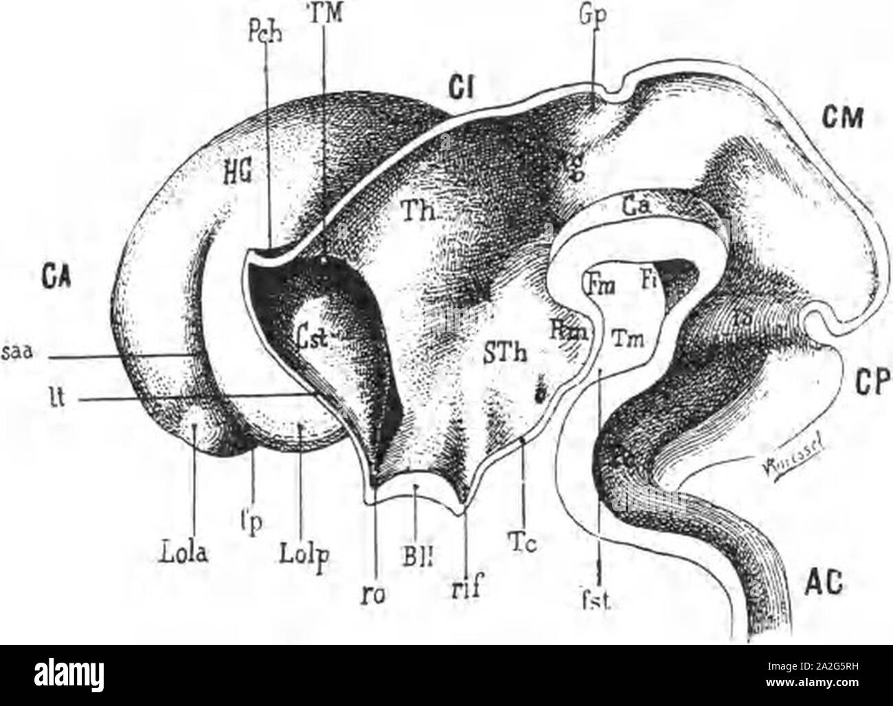 Embryonic thalamus Dejerine 1901 copy of His 1893 drawing. Stock Photo